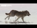 Lone Wolf Risks His Life For Love Yellowstone BBC Earth