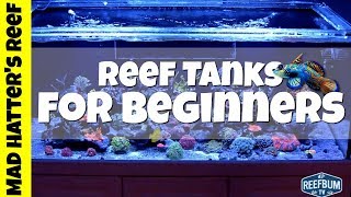 Reef Tank for Beginners: Keep it simple with Reefbum