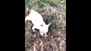 Video preview image #1 French Bulldog Puppy For Sale in WARSAW, IN, USA