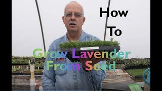 Growing Lavender From Seed