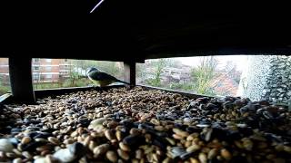 preview picture of video 'Birds Gopro Hero 3+ Test 100fps Slowmotion'