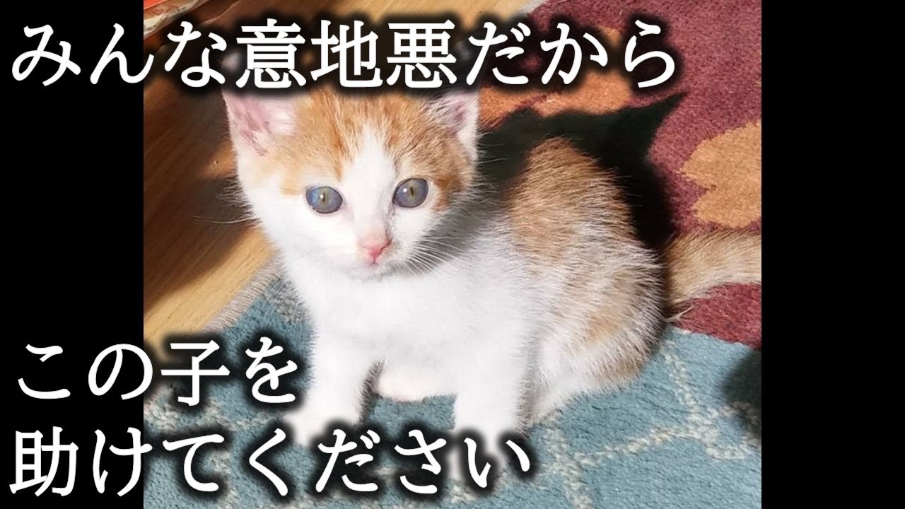 保護した野良の子猫のそばに置いてあった切なく胸が締め付けられるメッセージ。【猫にまつわる感動話】 #子猫 #保護猫 #感動 #感動する話 #家族 #cats #animals #cat