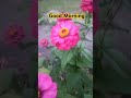 Good Morning Shorts Reels Goodmorning Song