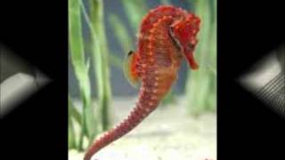 The Seahorses-Do It Yourself-I want You To Know