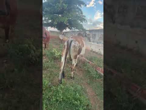 Touro Gir de R$ 18 000 à venda  Em Catolé do Rocha PB  83 8117 7475