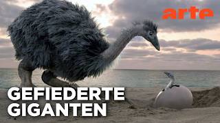 Das Rätsel der Riesen-Laufvögel | Doku HD Reupload | ARTE