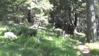 Ricerca dispersi con Bea e Zoe