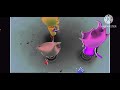 Nina And The Neurons End Credits In G Major 4