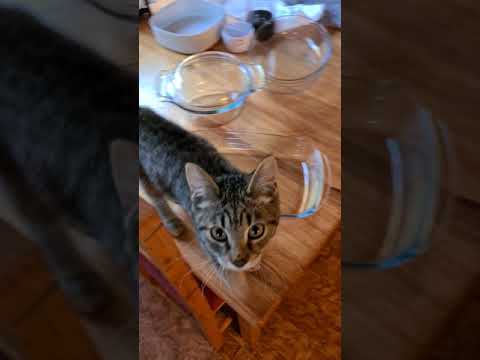 Runt of the litter kitten that could jump on the counter