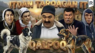Download lagu Qalpoq - Itdan tarqagan it (hajviy ko'rsatuv) mp3 Download lagu Qalpoq - Itdan tarqagan it (hajviy ko'rsatuv) mp3