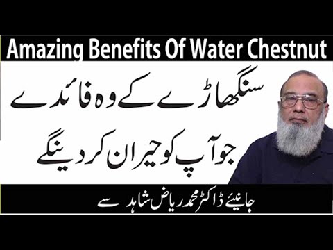download lagu mp3 mp4 Water Chestnut Allergy, download lagu Water Chestnut Allergy gratis, unduh video klip Water Chestnut Allergy