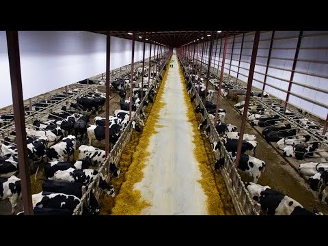 American Dairy Farming: The Process of Raising 9.1 Million Dairy Cows