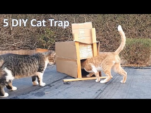 Cat Trap | 5 Easy DIY cat traps using cardboard box