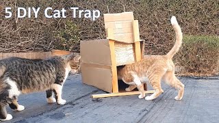 Cat Trap | 5 Easy DIY cat traps using cardboard box