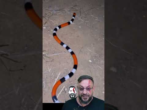 Cobra-coral na água? Micrurus ibiboboca em Várzea do Poço - Bahia #biologohenrique #animais #biologo