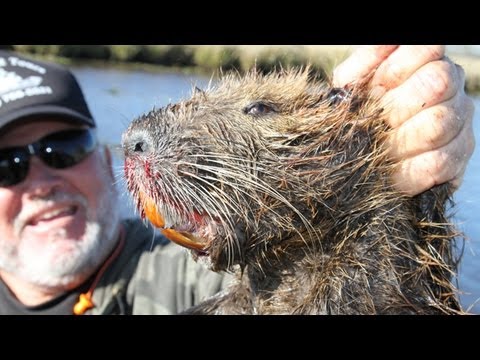 download lagu mp3 mp4 Nutria Tail Bounty, download lagu Nutria Tail Bounty gratis, unduh video klip Nutria Tail Bounty