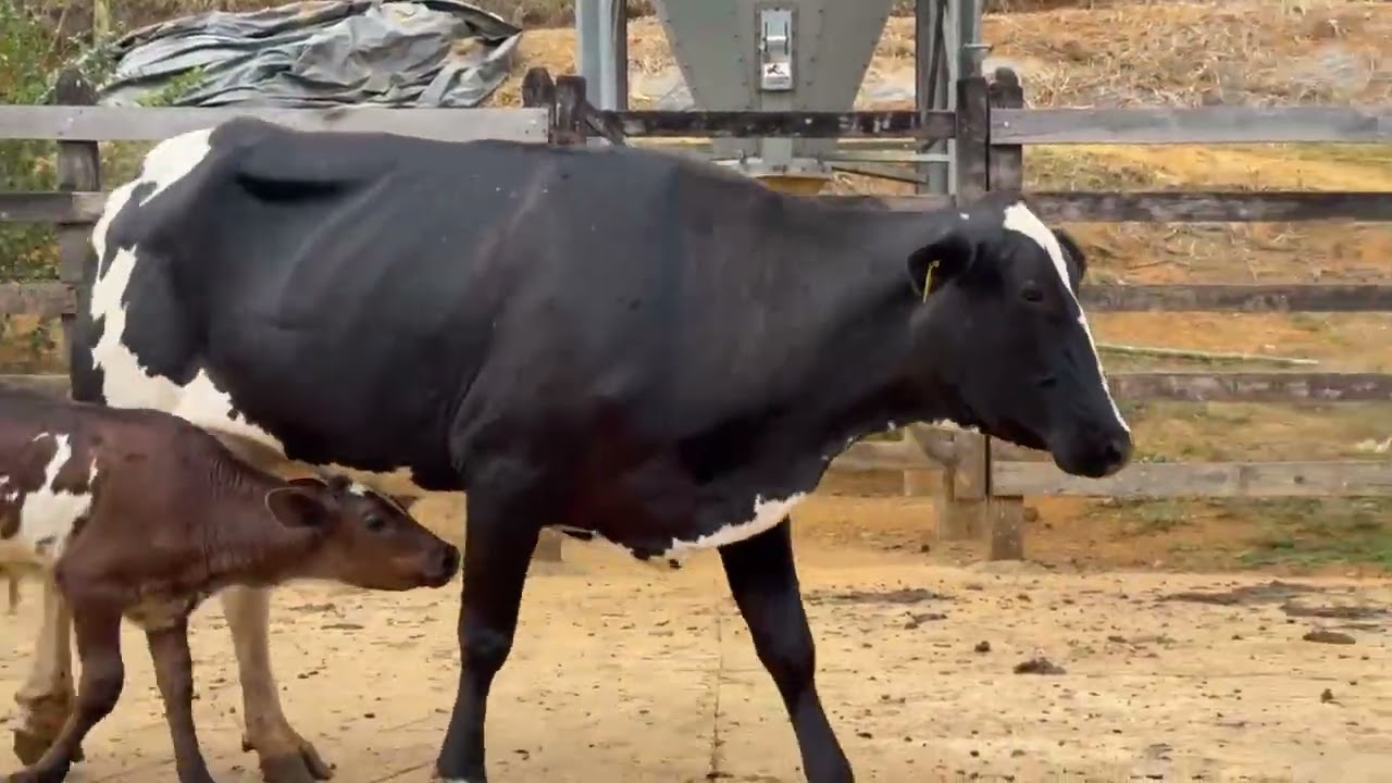 LOTE 57 - 01 VACA C/CM (SIMPATIA) 3/4; BR:SIMPATIA AM; V-3; PROD.: 25KG