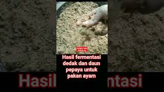 Download lagu fermentasi dedak dan daun pepaya untuk pakan ayam#pakanayam #shorts mp3