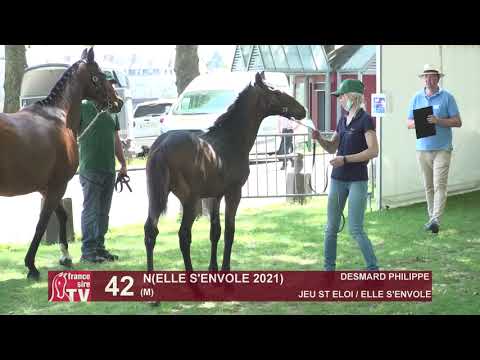 Sprinter Sacré Show 2021 : Lot 42 - N.21 Elle S'Envole