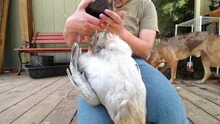 How to trim your rooster