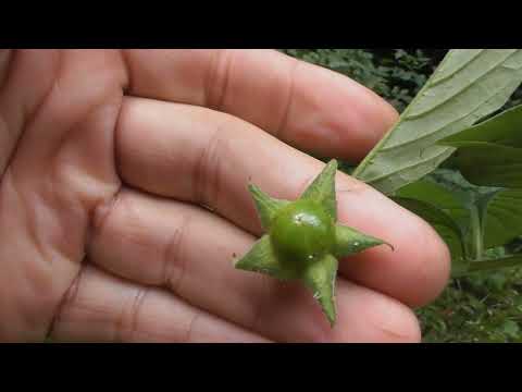Atropa belladonna, belladonna or deadly nightshade, is a toxic perennial herbaceous plant