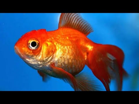 Portanto, procurai com zelo os melhores dons; e eu vos mostrarei um caminho  1 Coríntios 12:31 