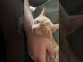 A case of the purrs #cat