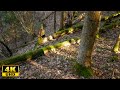 Virtual Forest Walk In 4K Animal Trail