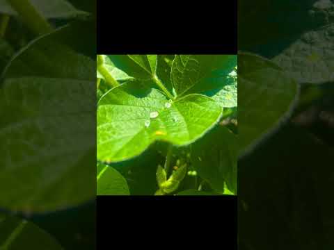 Soya Crops in Kzn by Lunay Saayman from Kynoch Fertilizer #kzn #soyabean #agriculture #farming