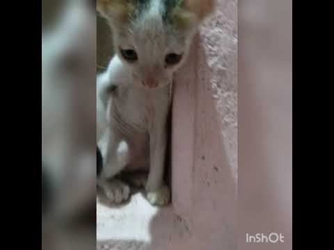 Baby cat's -cute and funny cat video's #1 #animal