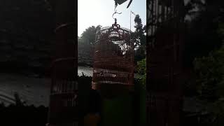 Download lagu SAMYONG SUARA ALAM ORIGINAL mp3 Download lagu SAMYONG SUARA ALAM ORIGINAL mp3