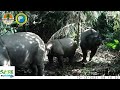 Wild And Wonderful Wildlife Saving The Critically Endangered Javan Rhinos
