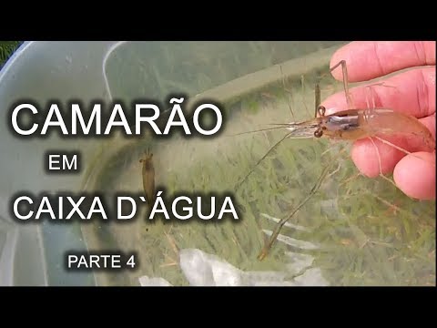 , title : 'CRIAÇÃO DE CAMARÃO EM CAIXA D`ÁGUA PARTE 4 Canal saalada