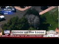 The Great EPIC Llama Escape / Chase of 2015 ...