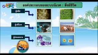 สื่อการเรียนการสอน การสำรวจนิเวศแหล่งน้ำ ม.3 วิทยาศาสตร์