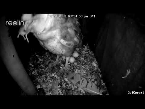 Lucy the Barn Owl Swallows a Mouse Whole.  Owl Box C - 4/1/23 - 8:24 pm