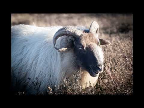 Pieterpad etappe 4 en 5 Zuidwolde - Rolde - Schoonloo