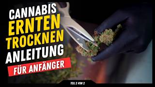 Anleitung Cannabis Ernten Trocknen Schneidetechnik  nass & trocken Schimmel frei