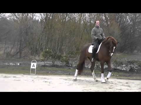 "Brasilia" - 5 j. Stute v. Bonifatius x De Niro