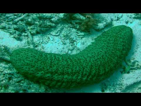 Unleashing the Unthinkable: The Astonishing Defense Mechanism of Sea Cucumbers