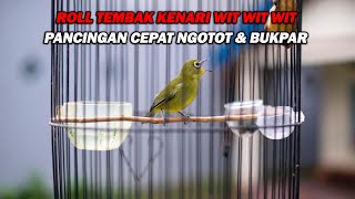 Download lagu PANCINGAN PLECI ROLL TEMBAK KENARI WIT WIT WIT PALING DICARI mp3