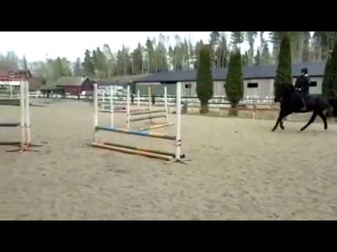 Demelize 4y/o by Diarado