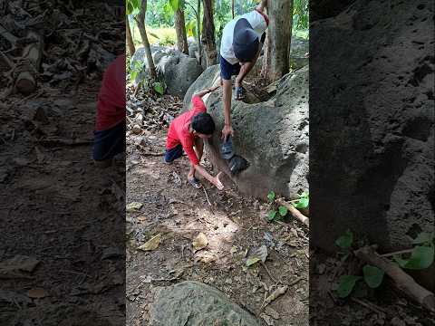 megambil ayam motiyara bersarang di lupang patu #animal #naturis