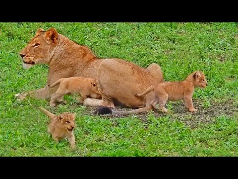 Mommy Lion Ignores Hungry Cubs