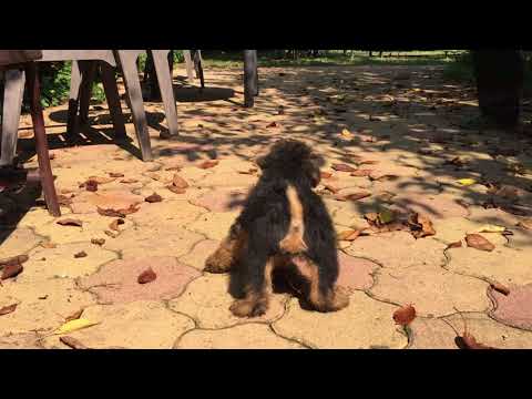 Welsh Terrier Welpe kaufen