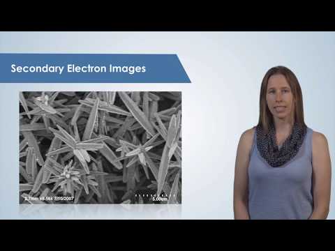 Introduction to the Scanning Electron Microscope (SEM)