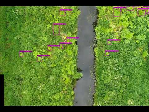 DPS3 Hogweed, 60fps. simulated m/s