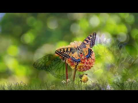 Opwekking 486 Ga dan in zijn naam