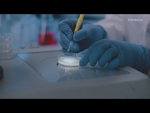 Candida auris fungal infection: What is it and who's at risk?