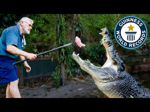 Meet Cassius, World's Largest Crocodile! - Guinness World Records